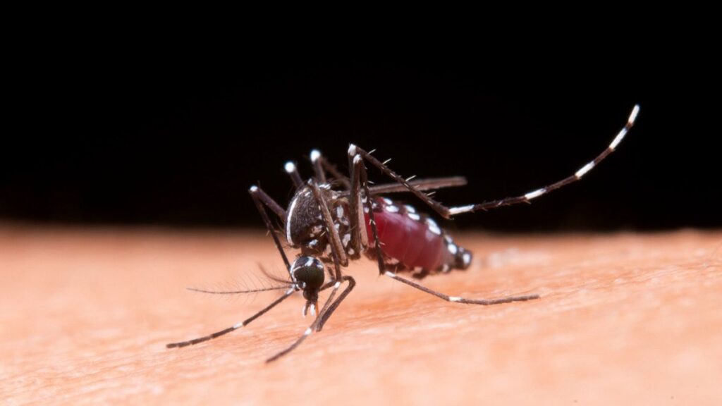 Mosquito Aedes aegypti