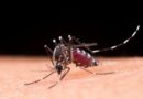 Mosquito Aedes aegypti