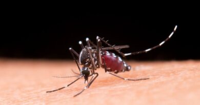 Mosquito Aedes aegypti