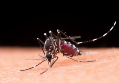 Mosquito Aedes aegypti